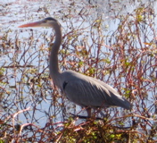 greatBlueHeronSmall